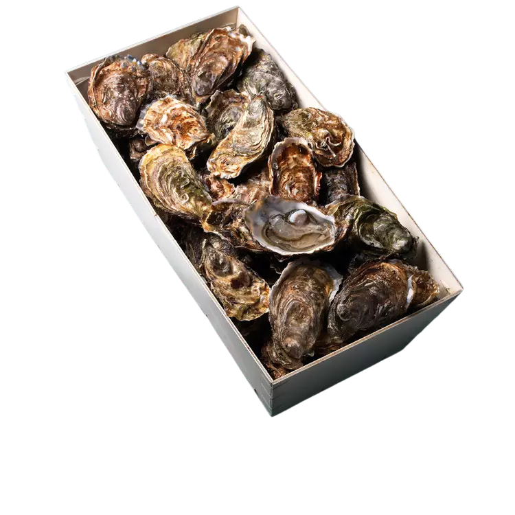 Oyster fines de claire IGP Marennes Oléron N°3 48pc